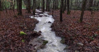 Marche - Ramassage Ail des Ours - 05 avril 2016