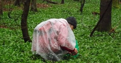 Marche - Ramassage Ail des Ours - 05 avril 2016