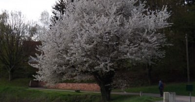 Rando printanière du 24 avril 2016