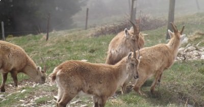 Voyage en Haute-Savoie du 08 au 14 mai 2016