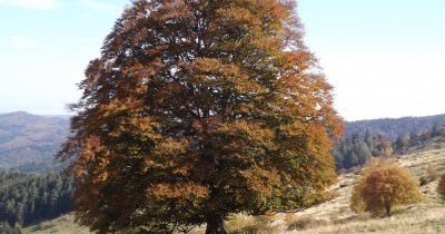 Les Vosges en Automne - 15 au 20 octobre 2018