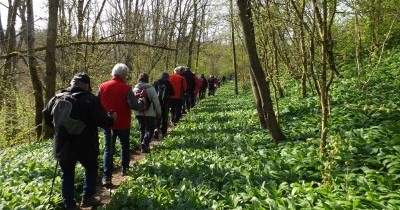 Sortie "Ail des Ours" - 16 avril 2019