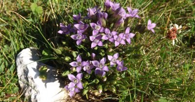 Massif des Bauges - 25 août au 1er septembre 2019