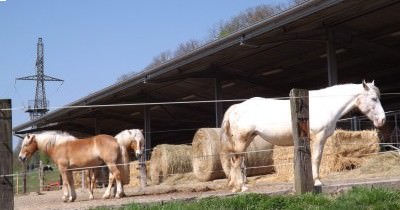 Marche nordique du lundi et jeudi