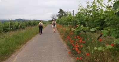 La Boucle des Balcons de Rosheim - 20 juin 2021