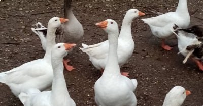 Marche nordique du lundi et du jeudi