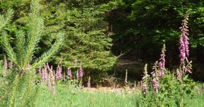 Traversée des Vosges du Nord - 05 au 12 juin 2022