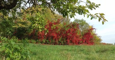 3 jours en Alsace aux couleurs de l'Automne - 7-8-9 octobre 2022