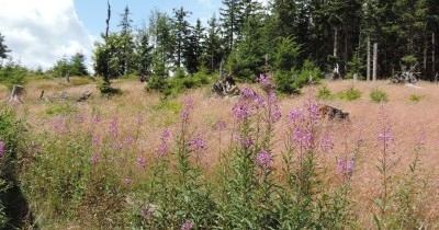 Traversée des Hautes-Vosges GR 5 - du 16 au 23 juillet 2023