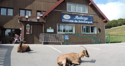 Traversée des Hautes-Vosges GR 5 - du 16 au 23 juillet 2023