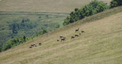 Traversée des Hautes-Vosges GR 5 - du 16 au 23 juillet 2023