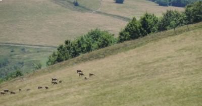 Traversée des Hautes-Vosges GR 5 - du 16 au 23 juillet 2023