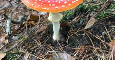 Rando des Châtaignes à Oberbronn - 20 octobre 2024