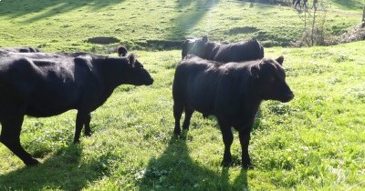 Forêt-Noire - du 28 au 30 septembre 2025