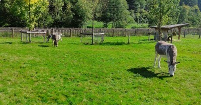 Forêt-Noire - du 28 au 30 septembre 2025 Forêt-Noire - du 28 au 30 septembre 2025