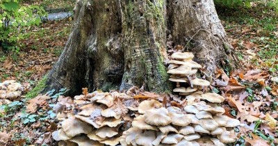 Rando Châtaignes à Oberbronn - 19 octobre 2025