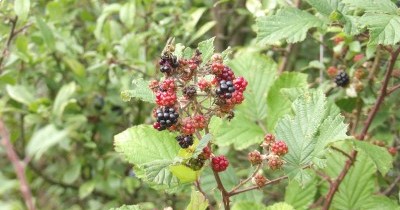 Marche hebdomadaire du mardi