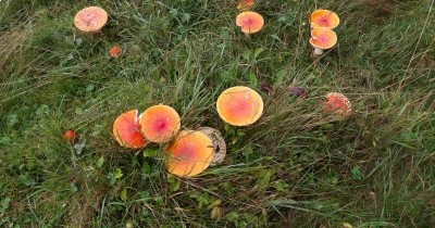 Marche hebdomadaire du mardi