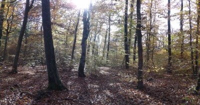 Marche hebdomadaire du mardi