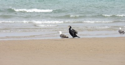 Côte d'Opale - Blériot Plage - du 27 juin au 4 juillet 2026