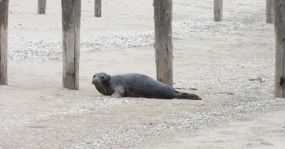 Côte d'Opale - Blériot Plage - du 27 juin au 4 juillet 2026