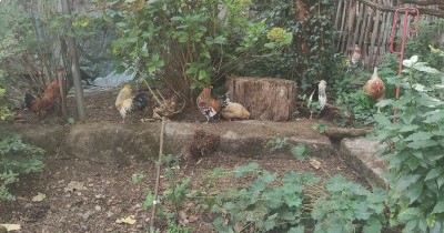 Week-end en Forêt-Noire à Waldkirch - du 11 au 13 septembre 2026
